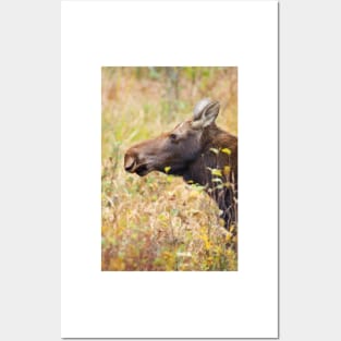 Moose profile, Algonquin Park, Canada Posters and Art